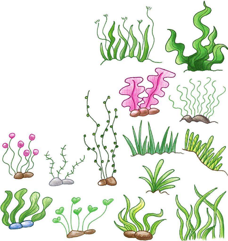 水草简笔画