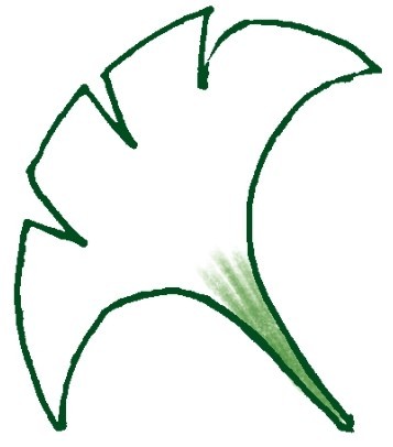 银杏简笔画