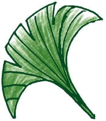 银杏简笔画