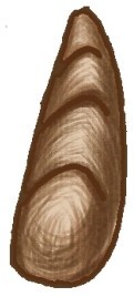 芭蕉树简笔画