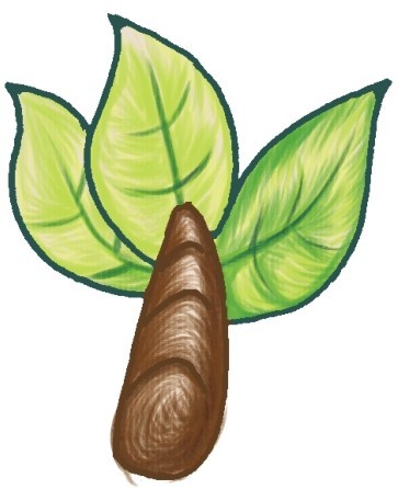 芭蕉树简笔画