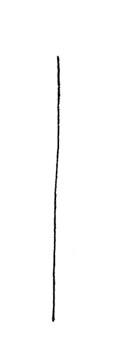 柳树简笔画