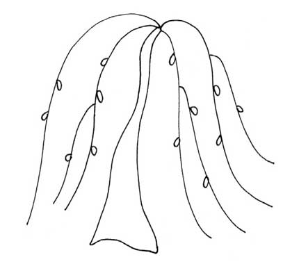 柳树简笔画