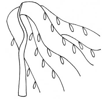 柳树简笔画