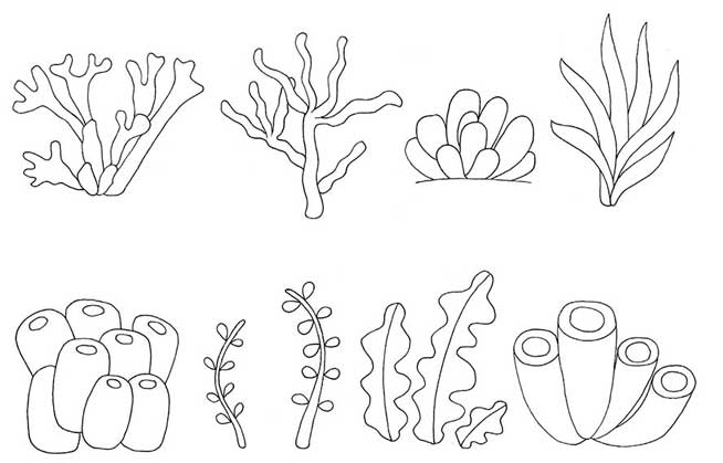 海底植物简笔画