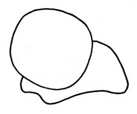 小白兔简笔画