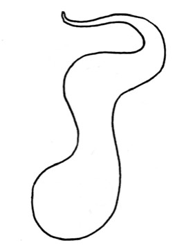 壁虎简笔画
