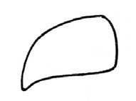 鹦鹉简笔画