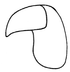 鹦鹉简笔画
