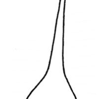 贝壳简笔画