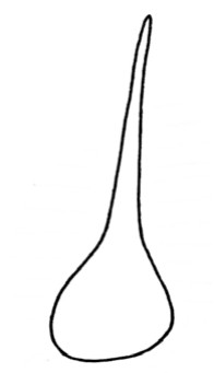 贝壳简笔画