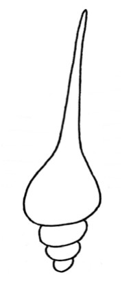 贝壳简笔画