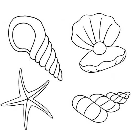 贝壳简笔画