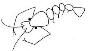 虾简笔画