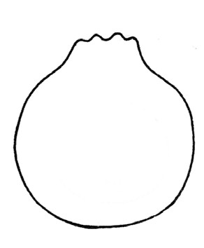 石榴简笔画