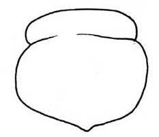 柿子简笔画