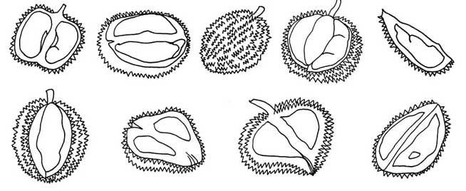 榴莲简笔画