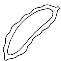苦瓜简笔画