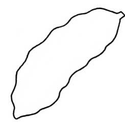 苦瓜简笔画