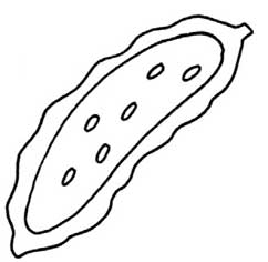 苦瓜简笔画