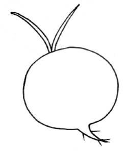 萝卜简笔画