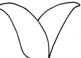 玉米简笔画