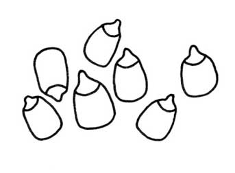 玉米简笔画