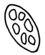 莲藕简笔画