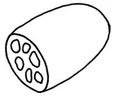 莲藕简笔画