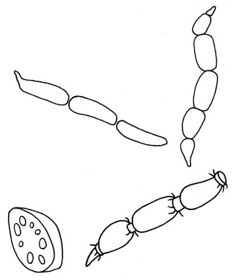 莲藕简笔画
