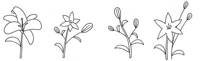 百合简笔画