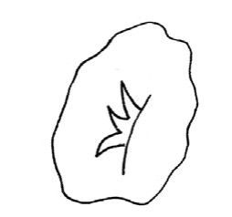 喇叭花简笔画