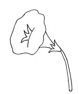 喇叭花简笔画