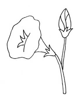 喇叭花简笔画