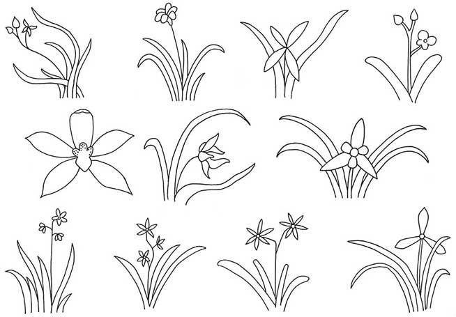 兰花简笔画