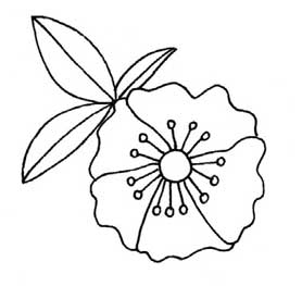 山茶花简笔画
