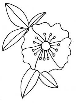 山茶花简笔画