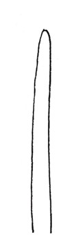 水仙简笔画