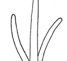 水仙简笔画