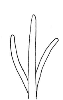 水仙简笔画