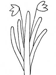 水仙简笔画