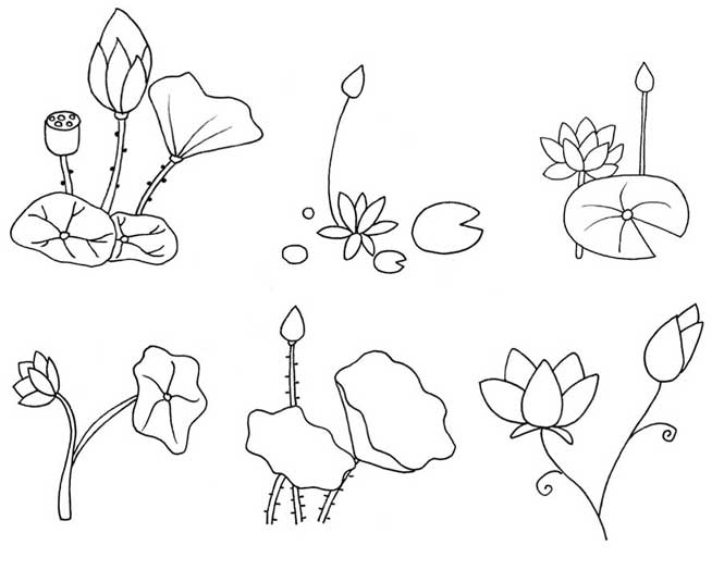 荷花简笔画