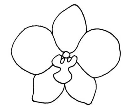 蝴蝶兰简笔画