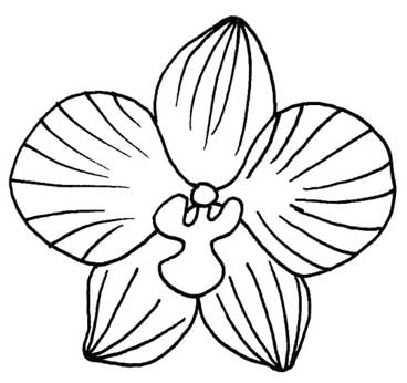 蝴蝶兰简笔画