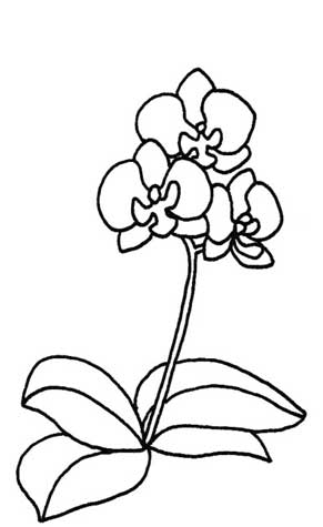 蝴蝶兰简笔画