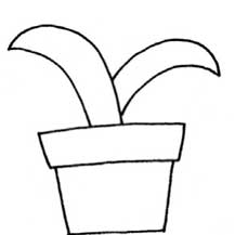 郁金香简笔画