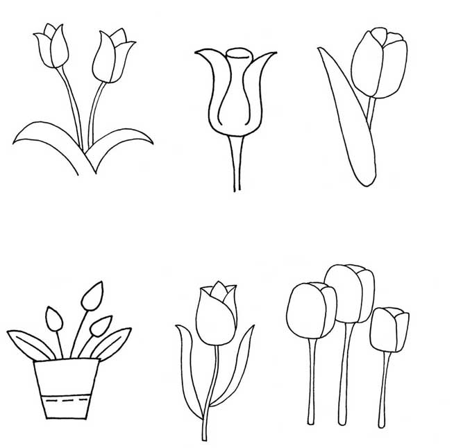 郁金香简笔画