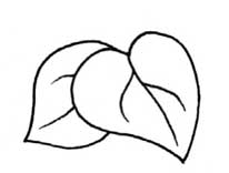 马蹄莲简笔画