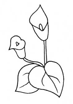 马蹄莲简笔画