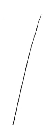 散尾葵简笔画